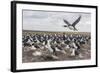 Falkland Islands, Bleaker Island. Imperial Shag Nesting Colony-Cathy & Gordon Illg-Framed Photographic Print