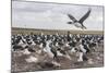 Falkland Islands, Bleaker Island. Imperial Shag Nesting Colony-Cathy & Gordon Illg-Mounted Photographic Print