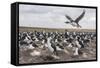 Falkland Islands, Bleaker Island. Imperial Shag Nesting Colony-Cathy & Gordon Illg-Framed Stretched Canvas