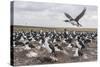 Falkland Islands, Bleaker Island. Imperial Shag Nesting Colony-Cathy & Gordon Illg-Stretched Canvas