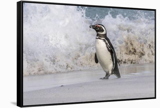 Falkland Islands, Bleaker Island. Magellanic penguin and crashing surf.-Jaynes Gallery-Framed Stretched Canvas