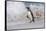 Falkland Islands, Bleaker Island. Magellanic penguin and crashing surf.-Jaynes Gallery-Framed Stretched Canvas