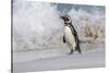 Falkland Islands, Bleaker Island. Magellanic penguin and crashing surf.-Jaynes Gallery-Stretched Canvas