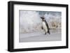 Falkland Islands, Bleaker Island. Magellanic penguin and crashing surf.-Jaynes Gallery-Framed Photographic Print