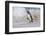 Falkland Islands, Bleaker Island. Magellanic penguin and crashing surf.-Jaynes Gallery-Framed Photographic Print