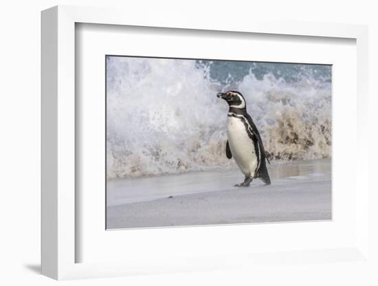 Falkland Islands, Bleaker Island. Magellanic penguin and crashing surf.-Jaynes Gallery-Framed Photographic Print