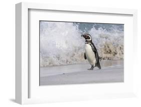 Falkland Islands, Bleaker Island. Magellanic penguin and crashing surf.-Jaynes Gallery-Framed Photographic Print