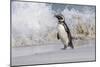 Falkland Islands, Bleaker Island. Magellanic penguin and crashing surf.-Jaynes Gallery-Mounted Photographic Print