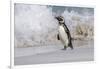 Falkland Islands, Bleaker Island. Magellanic penguin and crashing surf.-Jaynes Gallery-Framed Photographic Print