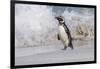 Falkland Islands, Bleaker Island. Magellanic penguin and crashing surf.-Jaynes Gallery-Framed Photographic Print