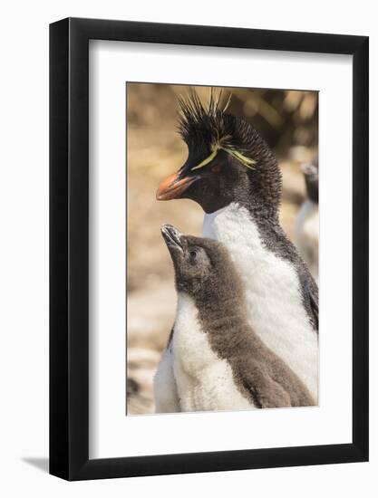 Falkland Islands, Bleaker Island. Rockhopper penguin adult and chick.-Jaynes Gallery-Framed Photographic Print