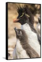 Falkland Islands, Bleaker Island. Rockhopper penguin adult and chick.-Jaynes Gallery-Framed Stretched Canvas