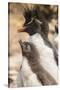 Falkland Islands, Bleaker Island. Rockhopper penguin adult and chick.-Jaynes Gallery-Stretched Canvas