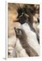Falkland Islands, Bleaker Island. Rockhopper penguin adult and chick.-Jaynes Gallery-Framed Photographic Print