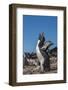 Falkland Islands, Bleaker Island. Rockhopper Penguin Calling-Cathy & Gordon Illg-Framed Photographic Print