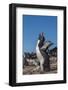 Falkland Islands, Bleaker Island. Rockhopper Penguin Calling-Cathy & Gordon Illg-Framed Photographic Print