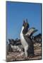 Falkland Islands, Bleaker Island. Rockhopper Penguin Calling-Cathy & Gordon Illg-Mounted Photographic Print
