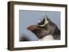 Falkland Islands, Bleaker Island. Rockhopper penguin portrait.-Jaynes Gallery-Framed Photographic Print