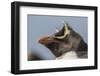 Falkland Islands, Bleaker Island. Rockhopper penguin portrait.-Jaynes Gallery-Framed Photographic Print