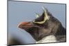 Falkland Islands, Bleaker Island. Rockhopper penguin portrait.-Jaynes Gallery-Mounted Photographic Print