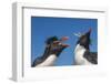 Falkland Islands, Bleaker Island. Rockhopper Penguins Greeting-Cathy & Gordon Illg-Framed Photographic Print