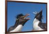 Falkland Islands, Bleaker Island. Rockhopper Penguins Greeting-Cathy & Gordon Illg-Framed Photographic Print