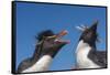 Falkland Islands, Bleaker Island. Rockhopper Penguins Greeting-Cathy & Gordon Illg-Framed Stretched Canvas