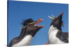 Falkland Islands, Bleaker Island. Rockhopper Penguins Greeting-Cathy & Gordon Illg-Stretched Canvas