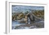 Falkland Islands, Bleaker Island. Southern Sea Lions Near Water-Cathy & Gordon Illg-Framed Photographic Print