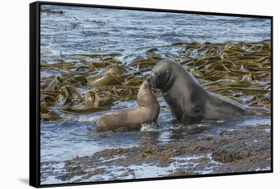 Falkland Islands, Bleaker Island. Southern Sea Lions Near Water-Cathy & Gordon Illg-Framed Stretched Canvas