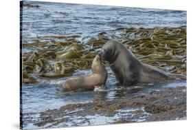 Falkland Islands, Bleaker Island. Southern Sea Lions Near Water-Cathy & Gordon Illg-Stretched Canvas