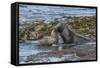 Falkland Islands, Bleaker Island. Southern Sea Lions Near Water-Cathy & Gordon Illg-Framed Stretched Canvas