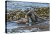 Falkland Islands, Bleaker Island. Southern Sea Lions Near Water-Cathy & Gordon Illg-Stretched Canvas