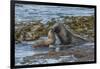 Falkland Islands, Bleaker Island. Southern Sea Lions Near Water-Cathy & Gordon Illg-Framed Premium Photographic Print