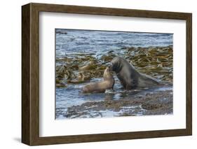 Falkland Islands, Bleaker Island. Southern Sea Lions Near Water-Cathy & Gordon Illg-Framed Photographic Print