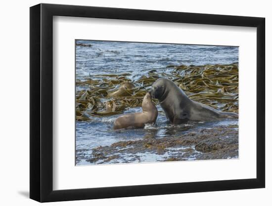 Falkland Islands, Bleaker Island. Southern Sea Lions Near Water-Cathy & Gordon Illg-Framed Photographic Print