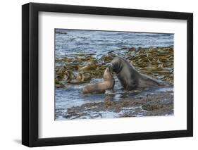 Falkland Islands, Bleaker Island. Southern Sea Lions Near Water-Cathy & Gordon Illg-Framed Photographic Print