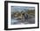 Falkland Islands, Bleaker Island. Southern Sea Lions Near Water-Cathy & Gordon Illg-Framed Photographic Print