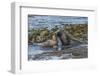 Falkland Islands, Bleaker Island. Southern Sea Lions Near Water-Cathy & Gordon Illg-Framed Photographic Print