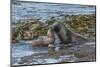 Falkland Islands, Bleaker Island. Southern Sea Lions Near Water-Cathy & Gordon Illg-Mounted Photographic Print