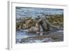 Falkland Islands, Bleaker Island. Southern Sea Lions Near Water-Cathy & Gordon Illg-Framed Photographic Print