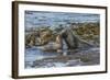 Falkland Islands, Bleaker Island. Southern Sea Lions Near Water-Cathy & Gordon Illg-Framed Photographic Print