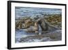 Falkland Islands, Bleaker Island. Southern Sea Lions Near Water-Cathy & Gordon Illg-Framed Photographic Print