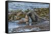 Falkland Islands, Bleaker Island. Southern Sea Lions Near Water-Cathy & Gordon Illg-Framed Stretched Canvas
