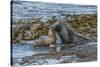 Falkland Islands, Bleaker Island. Southern Sea Lions Near Water-Cathy & Gordon Illg-Stretched Canvas