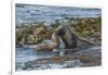 Falkland Islands, Bleaker Island. Southern Sea Lions Near Water-Cathy & Gordon Illg-Framed Photographic Print