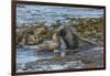 Falkland Islands, Bleaker Island. Southern Sea Lions Near Water-Cathy & Gordon Illg-Framed Photographic Print