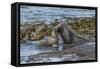 Falkland Islands, Bleaker Island. Southern Sea Lions Near Water-Cathy & Gordon Illg-Framed Stretched Canvas