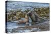 Falkland Islands, Bleaker Island. Southern Sea Lions Near Water-Cathy & Gordon Illg-Stretched Canvas