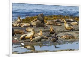 Falkland Islands, Bleaker Island. Southern Sea Lions Near Water-Cathy & Gordon Illg-Framed Photographic Print